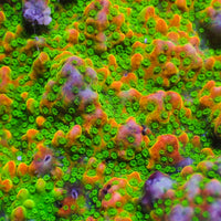 Sunset Montipora (0.5-1”)
