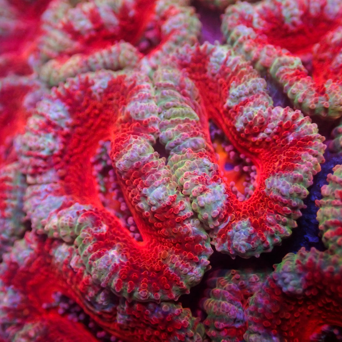 Cherry Swirl Acans (2-3 Polyps) - Corals Anonymous