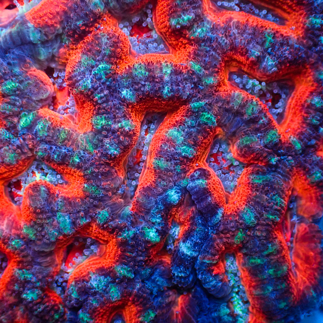 Red Nebula Acans (2-3 Polyps) - Corals Anonymous