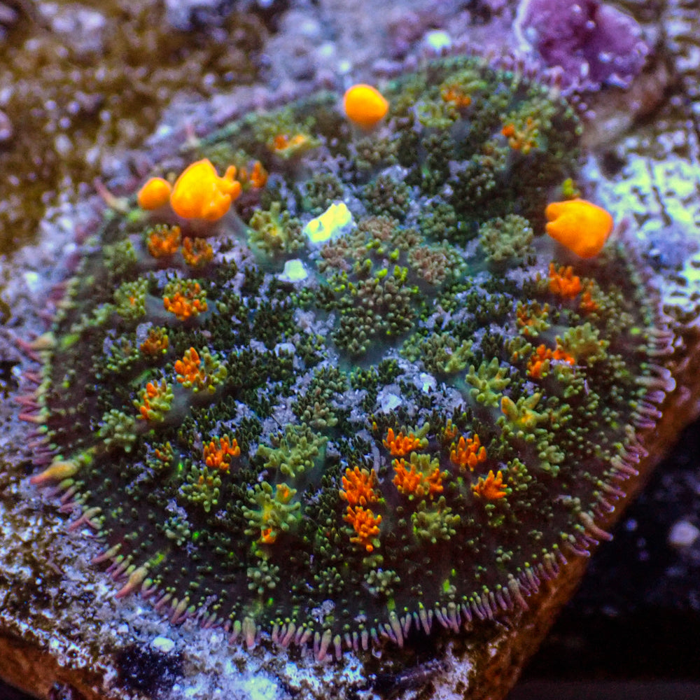 WYSIWYG Jackpot Bounce Rhodactis Mushroom