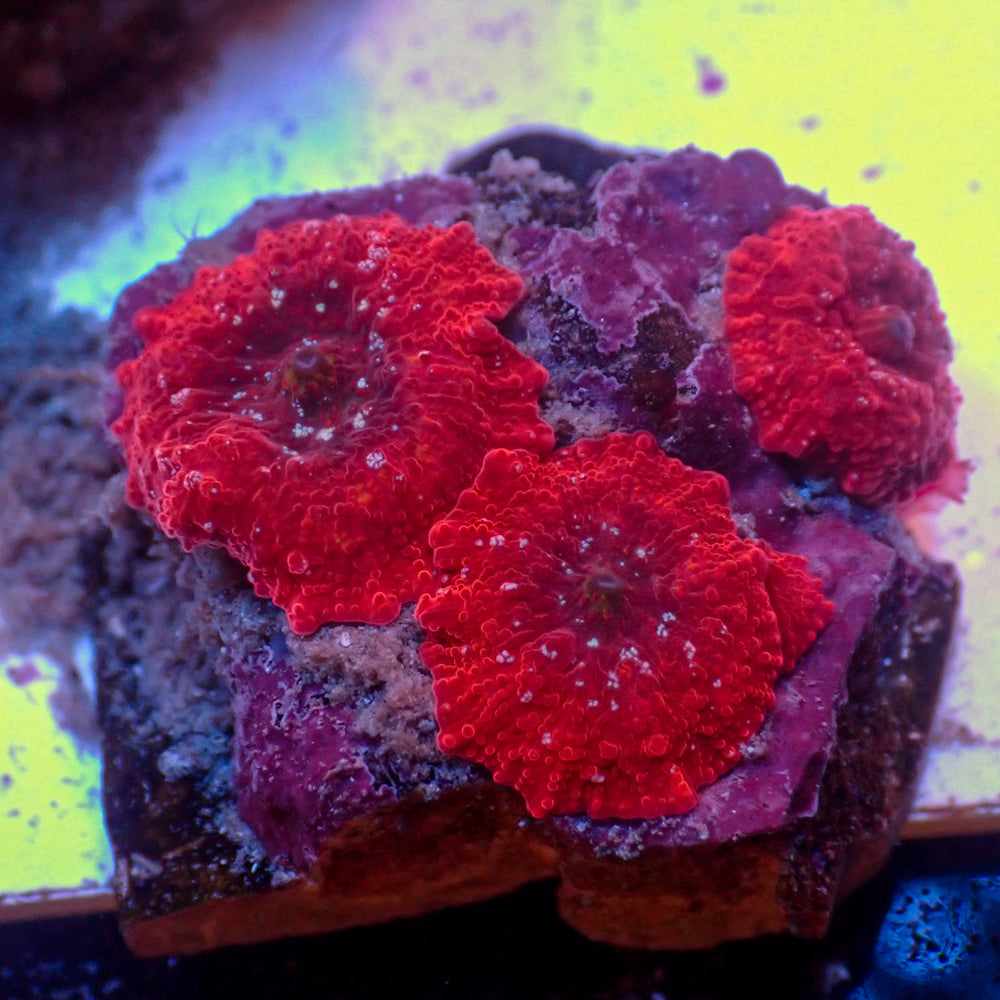 WYSIWYG Golden Red Devil Discosoma Mushroom Colony (3 Polyps)