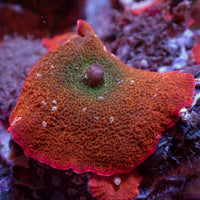 WYSIWYG Large Iridescent Mystic Discosoma Mushroom