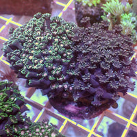 WYSIWYG Large Rainbow Alveopora Colony (2-3”)