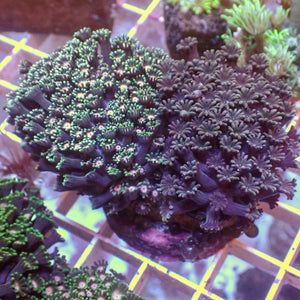 WYSIWYG Large Rainbow Alveopora Colony (2-3”)