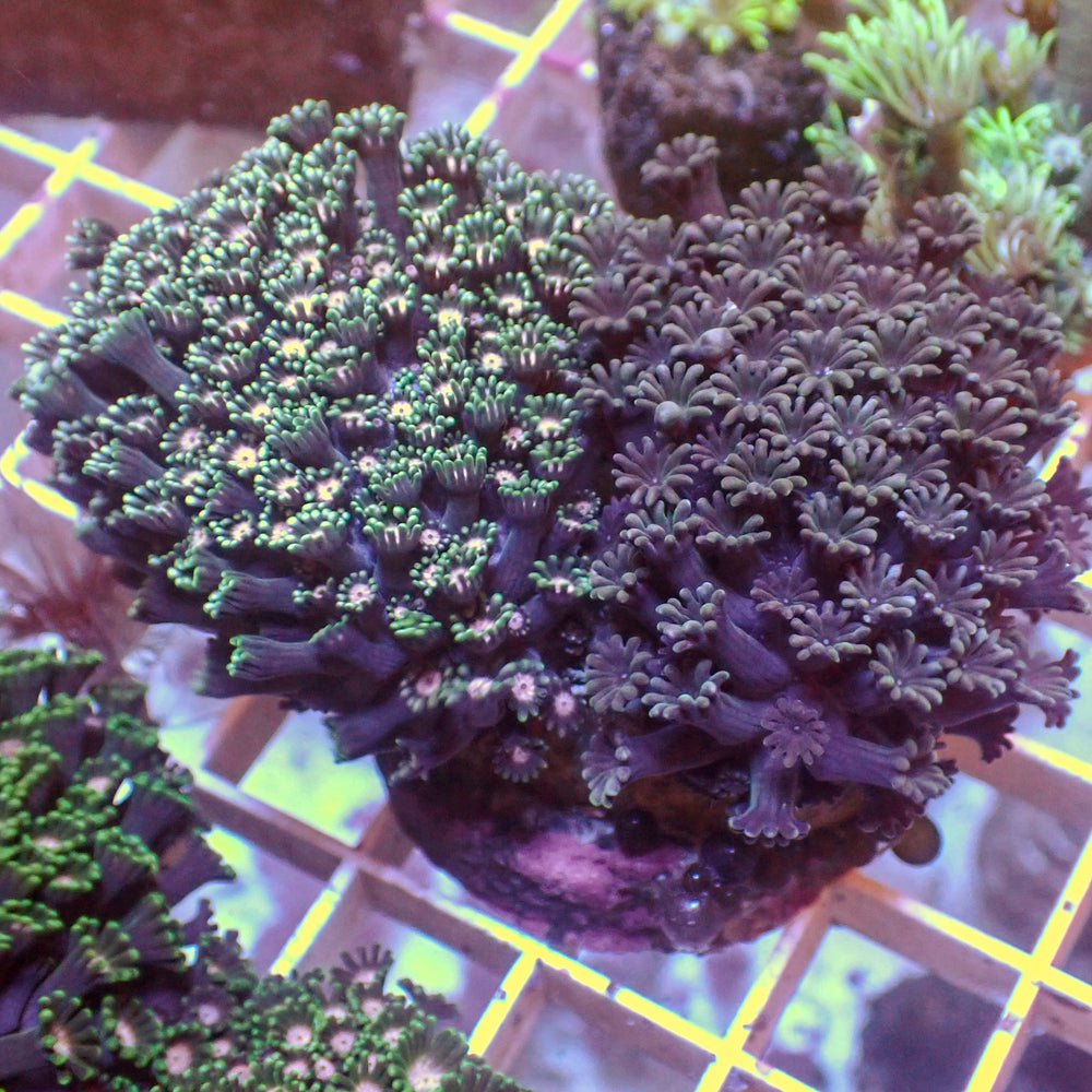 WYSIWYG Large Rainbow Alveopora Colony (2-3”)