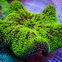 WYSIWYG Striped Neon Green Haddoni Carpet Anemone (3-5")