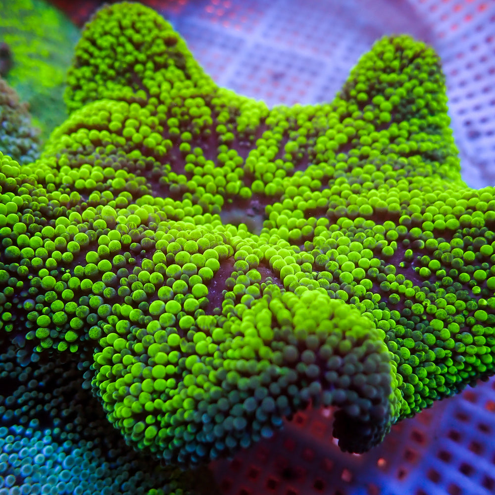 WYSIWYG Striped Neon Green Haddoni Carpet Anemone (3-5