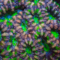 Pink Viper Acans (2-3 Polyps)
