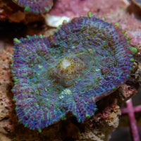 Blueberry Haze Rhodactis Mushroom - Corals Anonymous