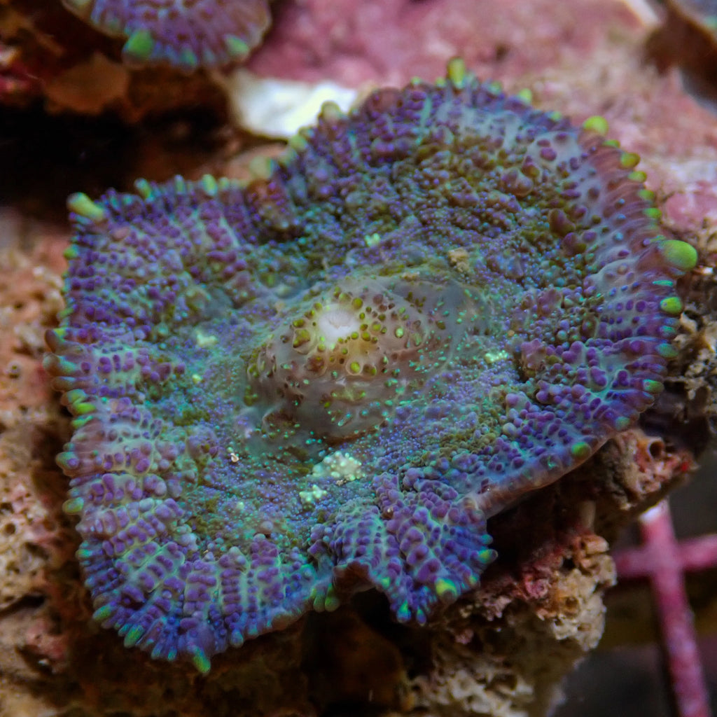 Blueberry Haze Rhodactis Mushroom - Corals Anonymous