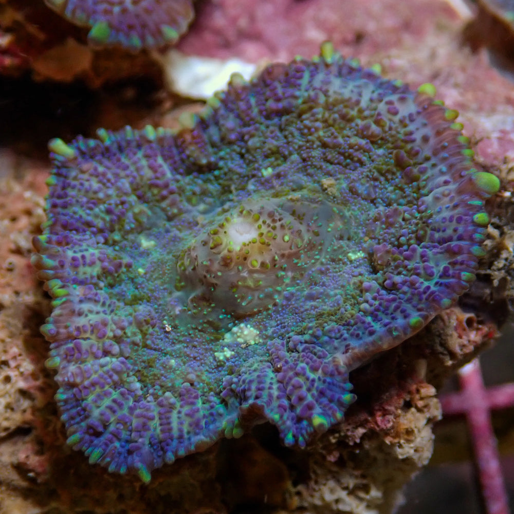 Blueberry Haze Rhodactis Mushroom - Corals Anonymous