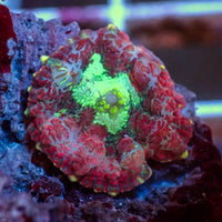 Crimson Nova Rhodactis Mushroom - Corals Anonymous