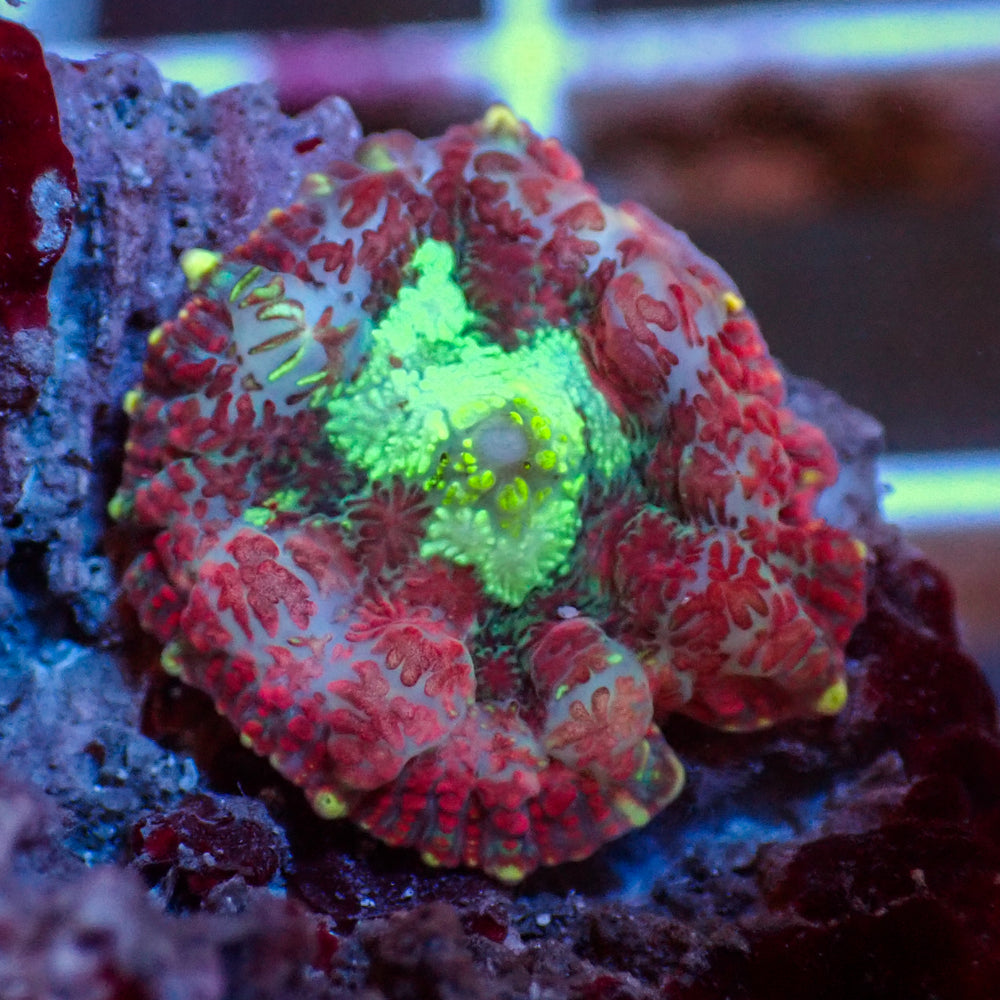 Crimson Nova Rhodactis Mushroom - Corals Anonymous