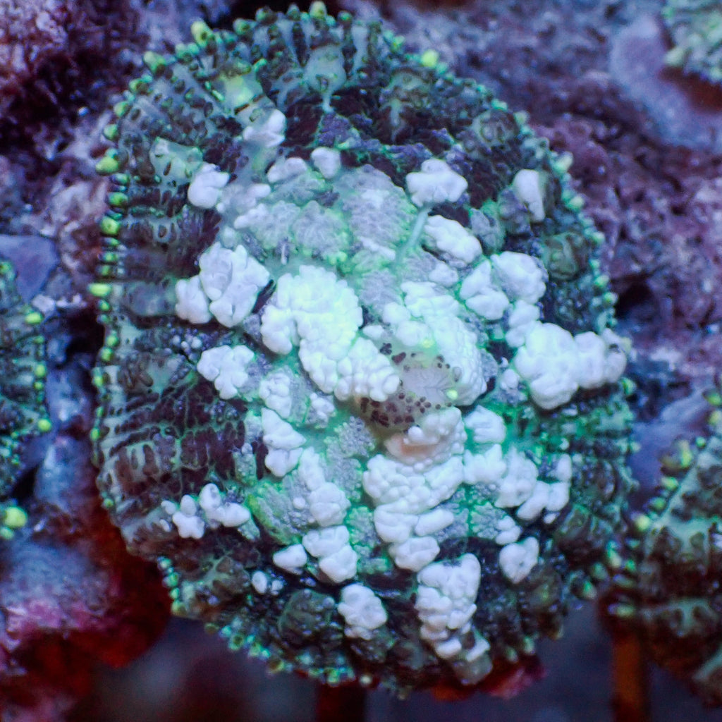Atomic Freeze Rhodactis Mushroom - Corals Anonymous