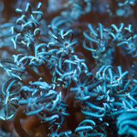 True Blue Pulsing Xenia
