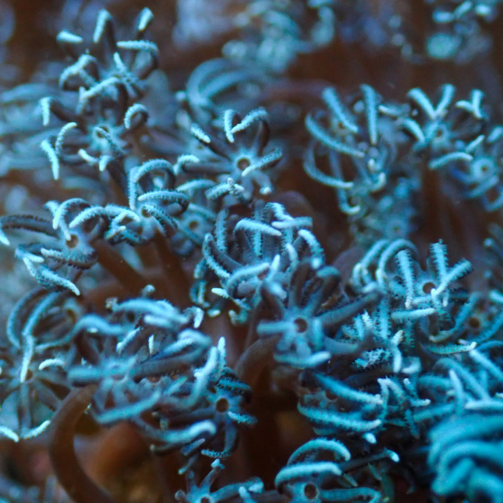 True Blue Pulsing Xenia