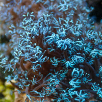 True Blue Pulsing Xenia
