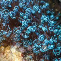 True Blue Pulsing Xenia