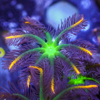 Mandarin Firework Cloves (Small Colony)
