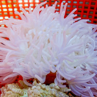 White Lotus Long Tentacle Anemone
