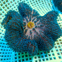 WYSIWYG Blue Haddoni Carpet Anemone (2-3)
