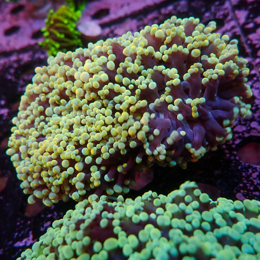 WYSIWYG Aussie Golden Rainbow Wall Frogspawn Colony (3-4”) - Corals Anonymous