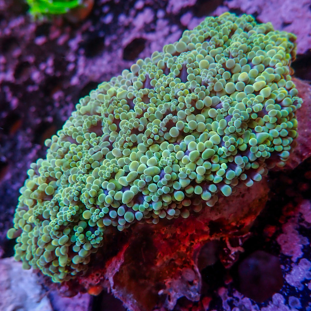 WYSIWYG Aussie Multicolor Green Frogspawn Wall Colony (3-4