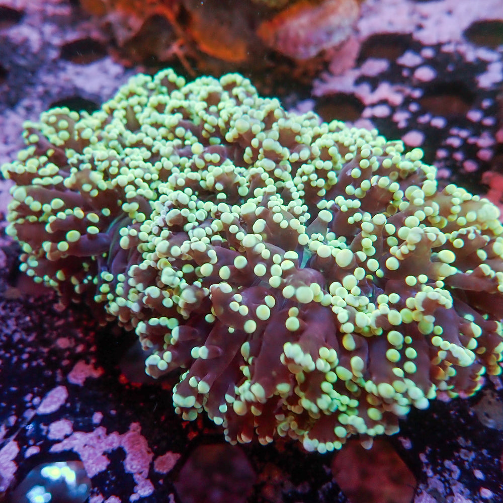 WYSIWYG Teal-Tipped Wall Frogspawn Colony (5-6”) - Corals Anonymous