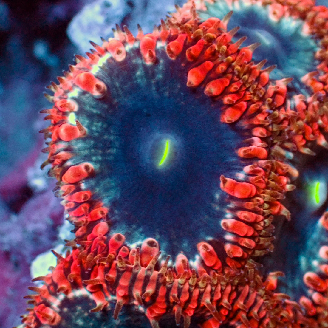 Red and Blue Blastomussa (1 Polyp) - Corals Anonymous
