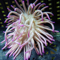 Purple Tip Long Tentacle Anemone
