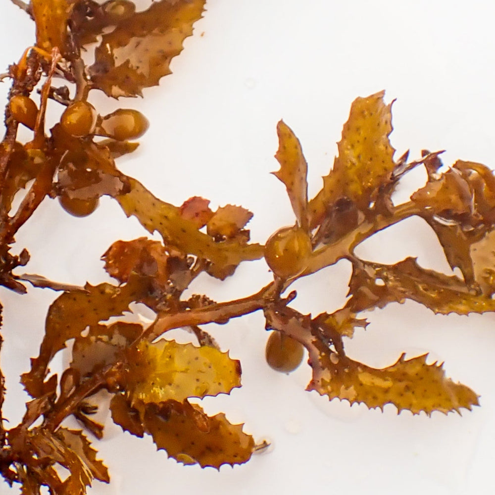 Mermaid’s Mistletoe Macroalgae