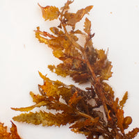Mermaid’s Mistletoe Macroalgae
