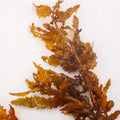 Mermaid’s Mistletoe Macroalgae - Corals Anonymous