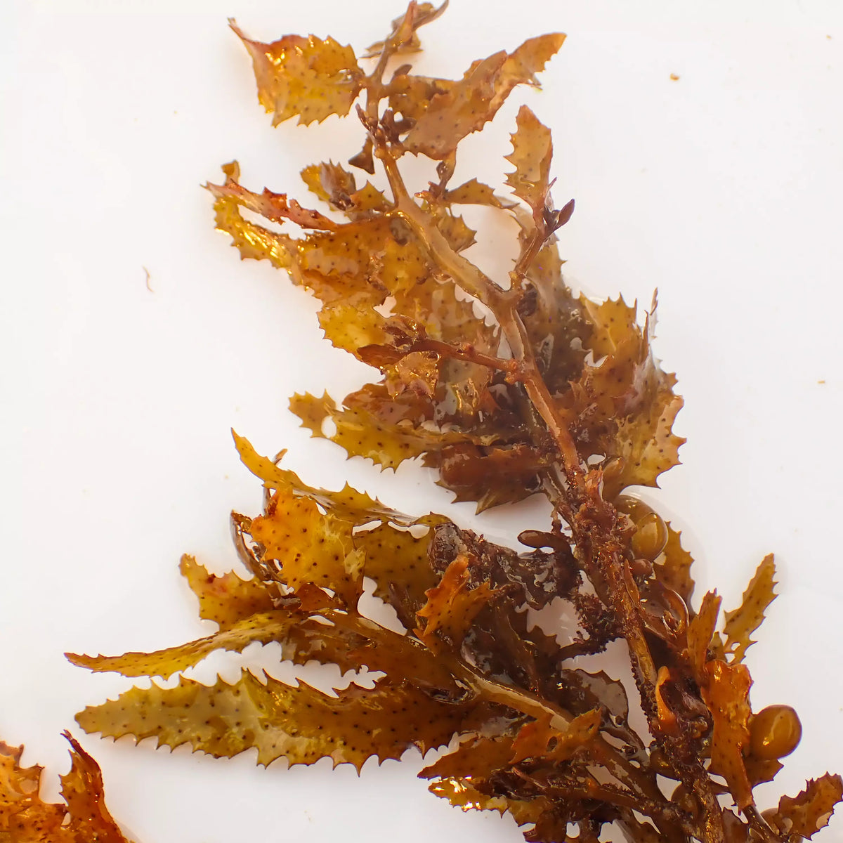 Mermaid’s Mistletoe Macroalgae - Corals Anonymous