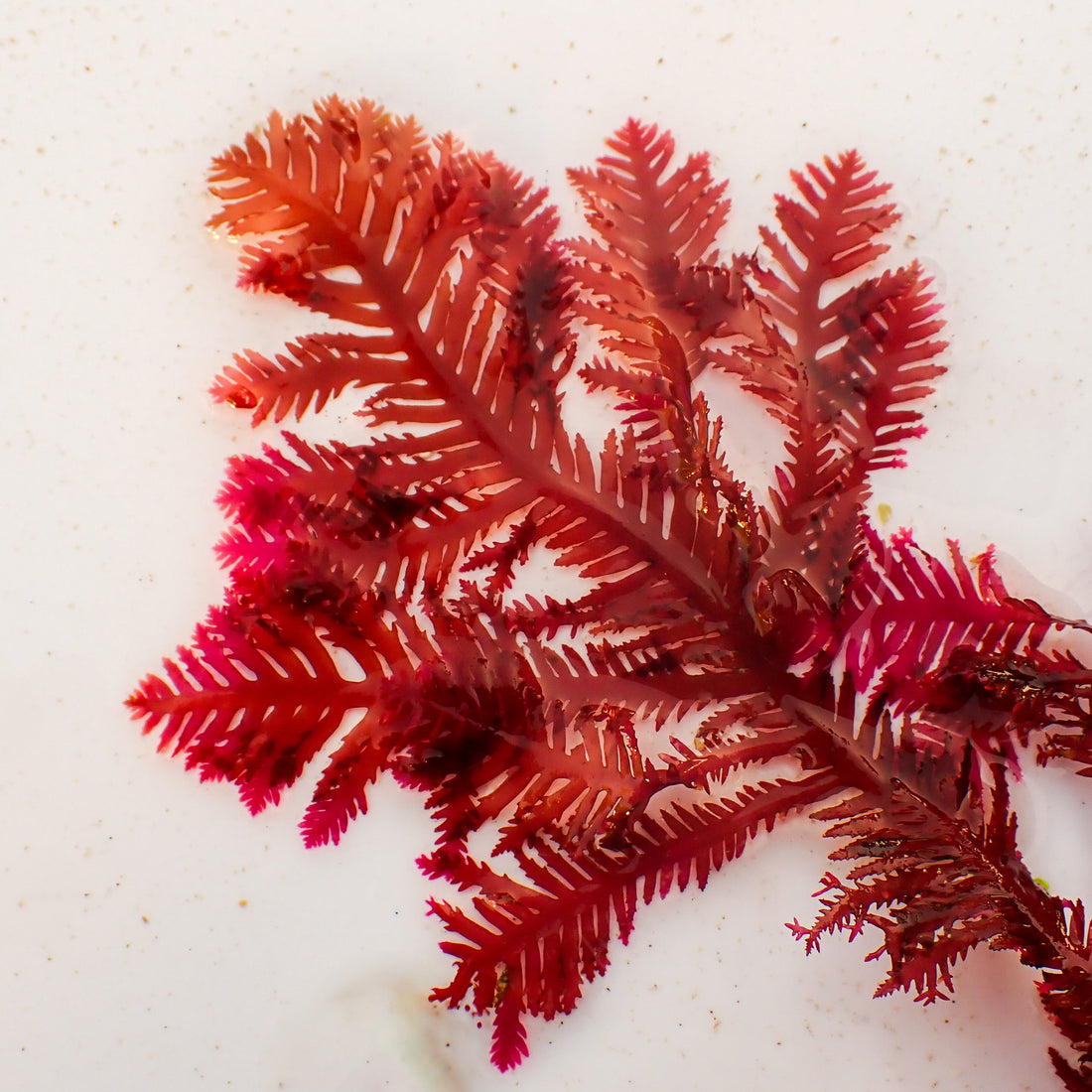 Phoenix Feather Macroalgae (Rare) - Corals Anonymous