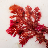 Phoenix Feather Macroalgae (Rare)
