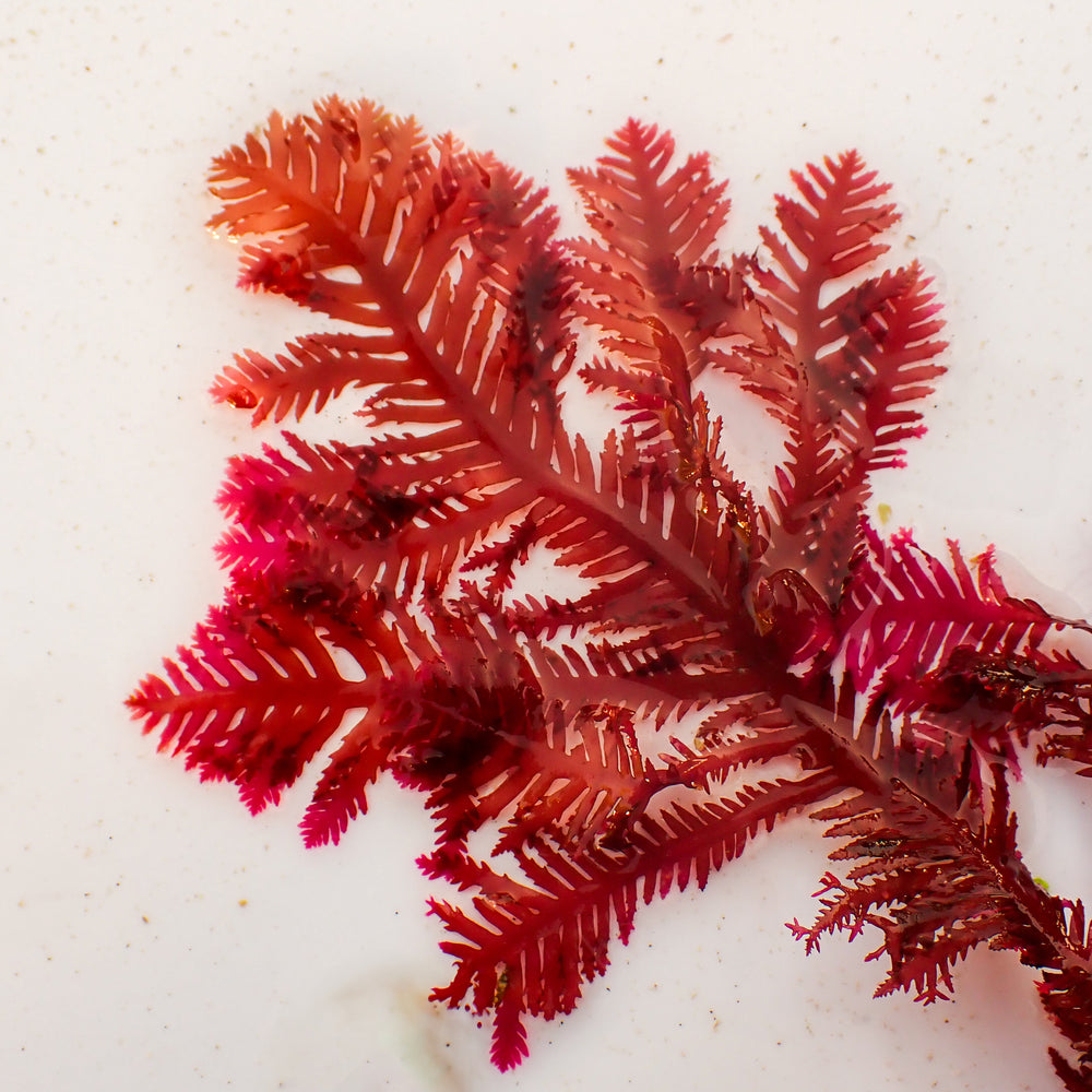 Phoenix Feather Macroalgae (Rare)