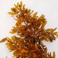 Mermaid’s Mistletoe Macroalgae - Corals Anonymous