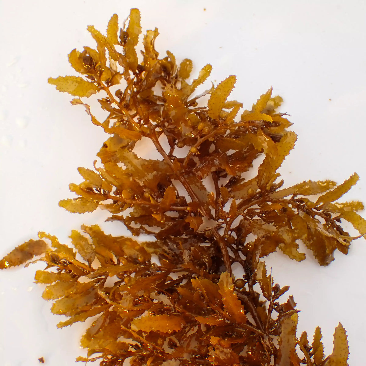 Mermaid’s Mistletoe Macroalgae - Corals Anonymous