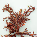 Branching Coralline Macroalgae (Rare) - Corals Anonymous