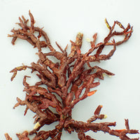 Branching Coralline Macroalgae (Rare)