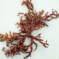 Branching Coralline Macroalgae (Rare)