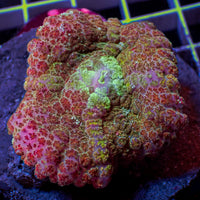 WYSIWYG Large Bloodbath Rainbow Rhodactis Mushroom (1-1.5")