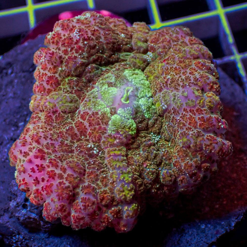 WYSIWYG Large Bloodbath Rainbow Rhodactis Mushroom (1-1.5