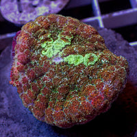 WYSIWYG Large Bloodbath Rainbow Rhodactis Mushroom (1-1.5")