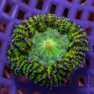 CA Green Goblin Garden Anemone (0.5-1”)