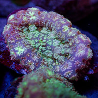 Hypnotic Purple Rhodactis Mushroom
