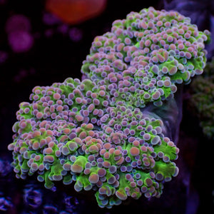 Green Cotton Candy Frogspawn