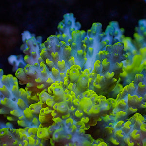 Blue Spark Acropora (1” Frag)