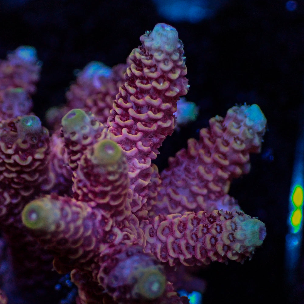 Pink Acropora (1” Frag)